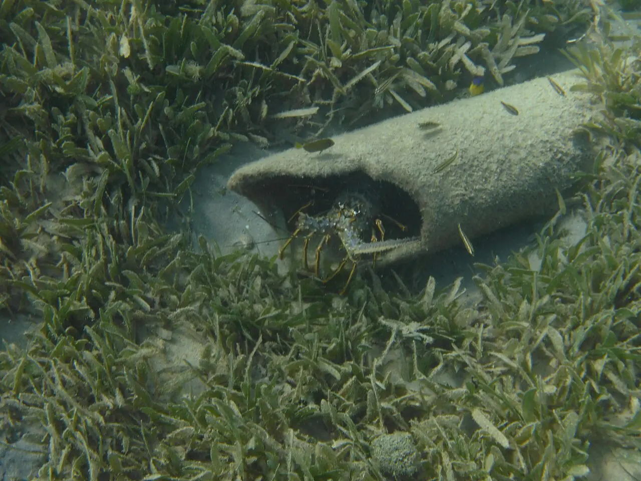 Caribbean spiny lobster photographed in Anguilla