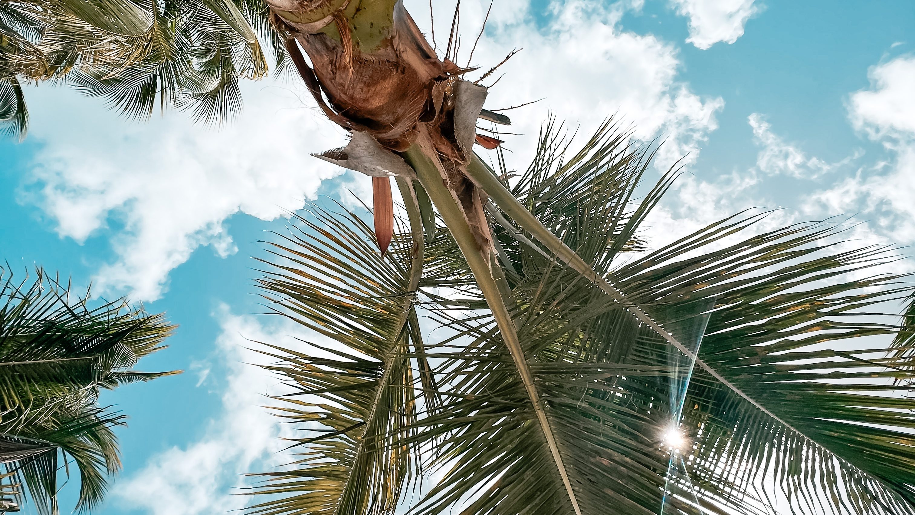 Palm trees under the Caribbean sun